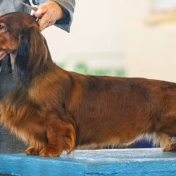 Sonoran Animal Chiropractic