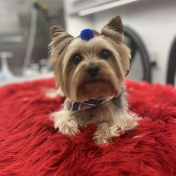 Dallas Mobile Pet Spaw - Pet Groomers Near Me Dallas Mobile Pet Spaw - Pet Groomers Near Me