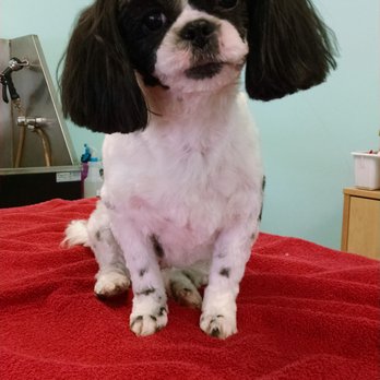 Barks and Baths - Zoe. What are you up to now? - Pet Groomers Near Me - Manassas, Virginia Barks and Baths - Zoe. What are you up to now? - Pet Groomers Near Me - Manassas, Virginia