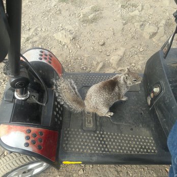 Glass Beach - This little guy was not shy, he jumped on my dad's scooter, ready for a ride! - Beaches Near Me Glass Beach - This little guy was not shy, he jumped on my dad's scooter, ready for a ride! - Beaches Near Me