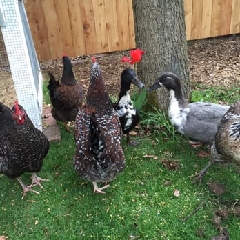 For Paws Sake Pet Care - Some of my favorite cluckers... I mean clients! - Dog Walkers Near Me - Shoreline, Washington