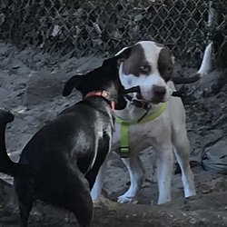 True Dog Training 101 - Luna takes on the stick challenge!