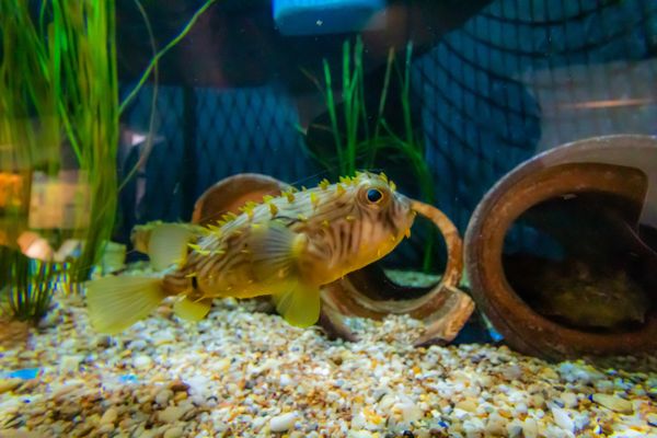 Woods Hole Science Aquarium by null