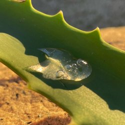 Audi Skin - Hyaluronic Acid Serum made with Aloe Vera water