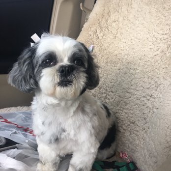 Bleu's Bubbles - After - Pet Groomers Near Me - Winter Park, Florida