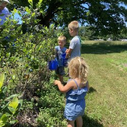Adams Organic Blueberry Farms - Little pickers