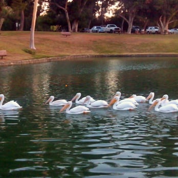 Tri-City Park - who brought the pelicans here? - Parks Near Me - Placentia, California