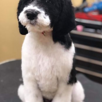 Plush Puppy Grooming - Pet Groomers Near Me - Kalamazoo, Michigan