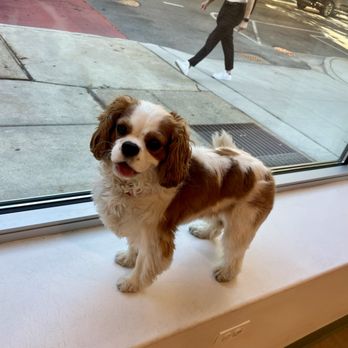 The Pawfect Friend - Pet Boarding Near Me - Chicago, Illinois The Pawfect Friend - Pet Boarding Near Me - Chicago, Illinois