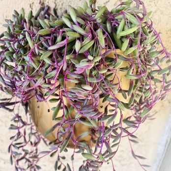 Plant Safari - Ruby Necklace Plant 'Othonna capensis' - Nurseries & Gardening Near Me - Upland, California Plant Safari - Ruby Necklace Plant 'Othonna capensis' - Nurseries & Gardening Near Me - Upland, California