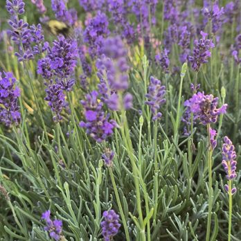 Bayer Farms & Lavender Fields - Attraction Farms Near Me - Crittenden, Kentucky