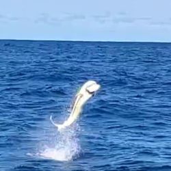 Doghouse Sport Fishing - Awesome moment