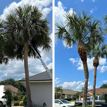Southern Standard Tree Service - Tree Services Near Me - Chuluota, Florida Southern Standard Tree Service - Tree Services Near Me - Chuluota, Florida