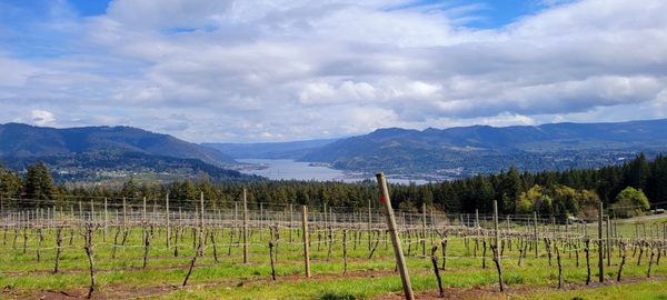 AniChe Cellars by null