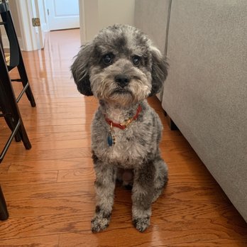 Jersey City Paws - Pet Groomers Near Me - Jersey City, New Jersey