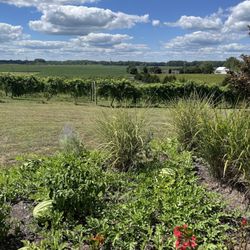 Chateau de Pique Winery - Countryside