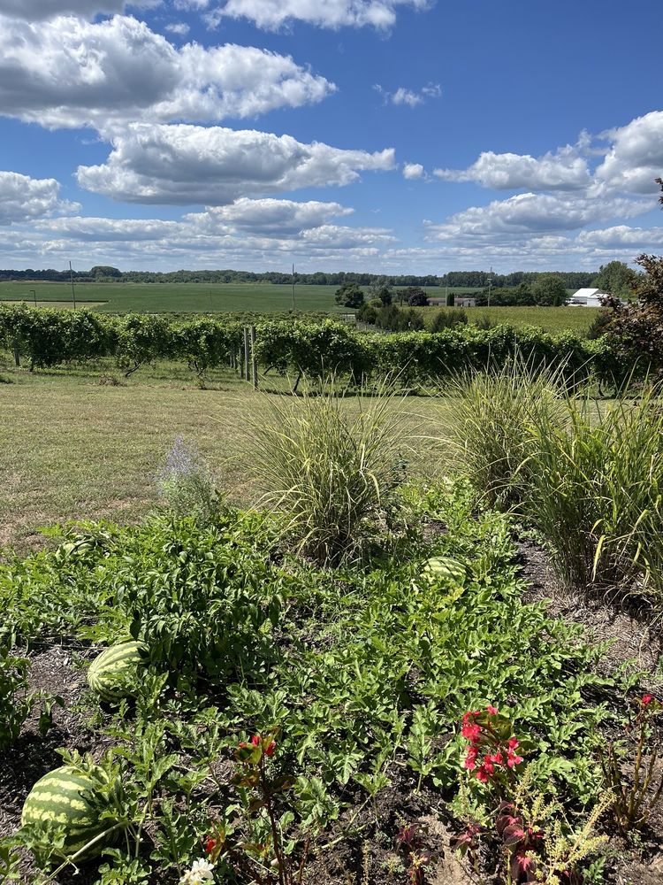 Chateau de Pique Winery - vineyard in Seymour, IN
