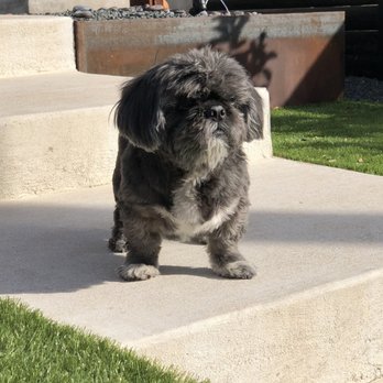 As the Fur Flies - Ruru - Pet Groomers Near Me - Austin, Texas As the Fur Flies - Ruru - Pet Groomers Near Me - Austin, Texas