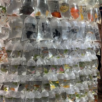金魚街 - Goldfish Market - Pet Stores Near Me - Hong Kong, HK