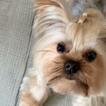 Hello Pets Groomers - Pet Groomers Near Me