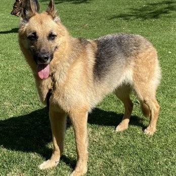 Dynamite Dogs Training & Grooming - Lola 15 yrs after her salon day. - Pet Training Near Me - Murrieta, California