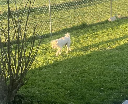 Cumberland Valley Animal Hospital