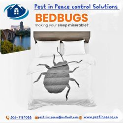 Pest in Peace Control Solutions - Bedbugs