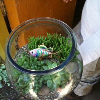 Plantplay Gardens - Their version of a "fish bowl"!! - Nurseries & Gardening Near Me - Oceanside, California Plantplay Gardens - Their version of a "fish bowl"!! - Nurseries & Gardening Near Me - Oceanside, California