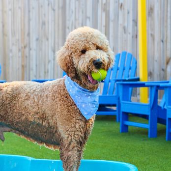 The Doggie Express - Pet Stores Near Me - Houston, Texas The Doggie Express - Pet Stores Near Me - Houston, Texas