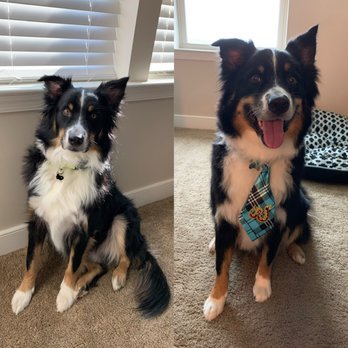 The Pink Paw Spa - Pet Groomers Near Me - Woodbridge, Virginia