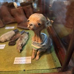 Taxidermy tiny chihuahua
