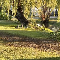 Braunig Lake RV Resort - Egyptian geese (really are ducks)