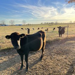 Working Cows Dairy