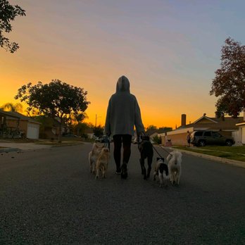 Zenni Dogs - Got the opportunity to walk my dogs and the pack. - Pet Training Near Me