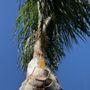 Lonas Tree Service and Landscaping
