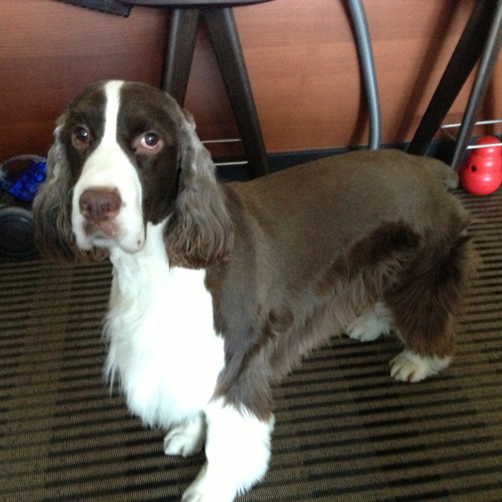 The Bark Shoppe - Pet Groomers Near Me - New York, New York The Bark Shoppe - Pet Groomers Near Me - New York, New York