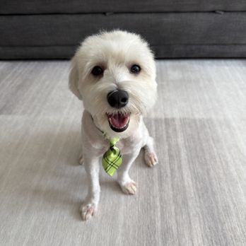 Coat & Collar Grooming - Pet Groomers Near Me