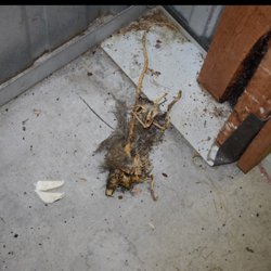 Life Storage - Tampa - Yes we have a boarder in our unit! Though dead, he & perhaps others managed to destroy 90% of the items in unit!