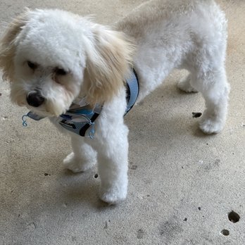 As The Tail Wags - Cooper - Pet Groomers Near Me - Oviedo, Florida As The Tail Wags - Cooper - Pet Groomers Near Me - Oviedo, Florida