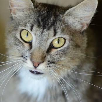 Pet Pride Cat Shelter - Animal Shelters Near Me - Los Angeles, California Pet Pride Cat Shelter - Animal Shelters Near Me - Los Angeles, California