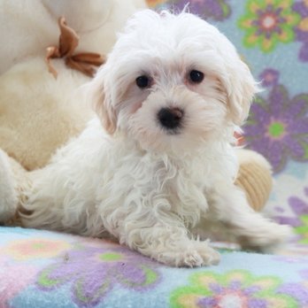 Pet Supermarket - Pet Stores Near Me - Homestead, Florida Pet Supermarket - Pet Stores Near Me - Homestead, Florida