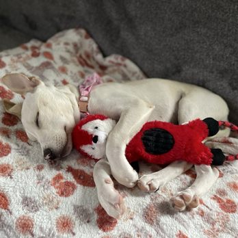 Safe Haven Animal Rescue - Community Service/Non-Profit Near Me Safe Haven Animal Rescue - Community Service/Non-Profit Near Me