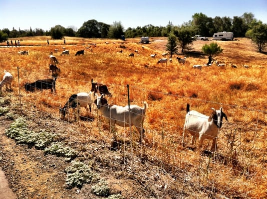 Maidu Regional Park by null