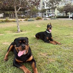 Centrum Park - Pumba with his long lost cousin, Heidi the dobbie aka my next dog aka the cutest pals