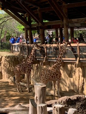 Dallas Zoo by null