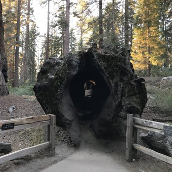 Grant Grove - You can walk through the tree! Amazing! - Hiking Near Me - Badger, California Grant Grove - You can walk through the tree! Amazing! - Hiking Near Me - Badger, California