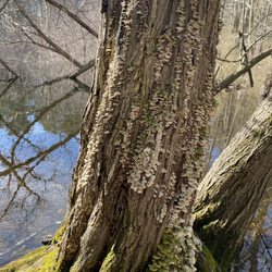 JC Phillips Nature Preserve - Beautiful