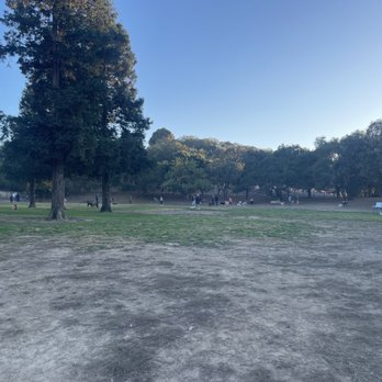Paso Nogal Park - Lively and lovely November eve at the dog park - Dog Parks Near Me - Pleasant Hill, California