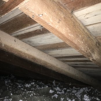 MoldEaters - White mold in an attic space. - Damage Restoration Near Me - Brush Prairie, Washington