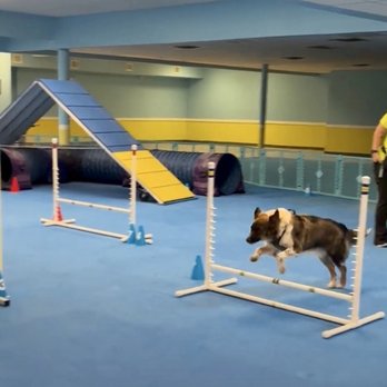 Canines At Training - Pet Training Near Me - Reisterstown, Maryland Canines At Training - Pet Training Near Me - Reisterstown, Maryland